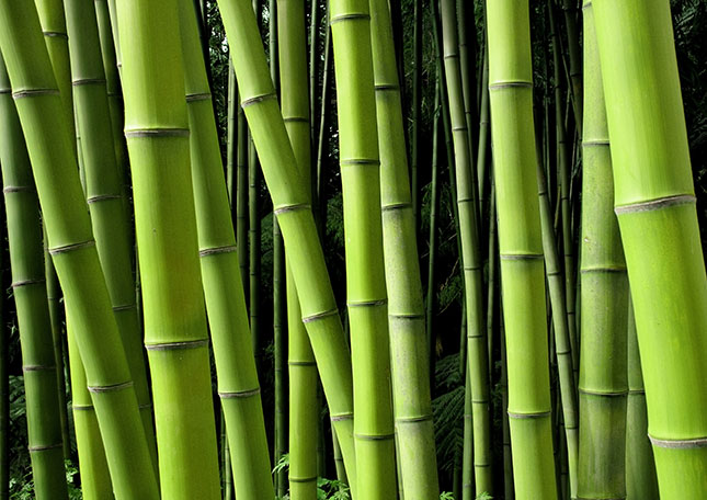 BAMBOOSTICK<sup>®</sup> est 100% biodégradable